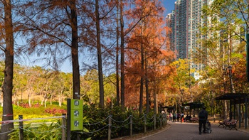 <i>Taxodium distichum</i> (Bald cypress)